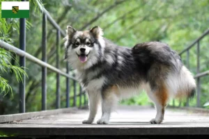 Read more about the article Finnish Lapphund breeders and puppies in Saxony