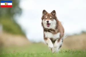 Read more about the article Finnish Lapphund breeders and puppies in Schleswig-Holstein