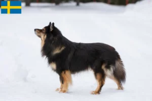 Read more about the article Finnish Lapphund breeders and puppies in Sweden