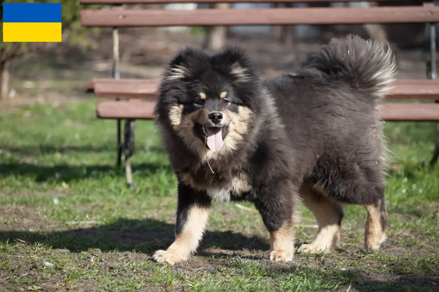 Read more about the article Finnish Lapphund breeders and puppies in Ukraine