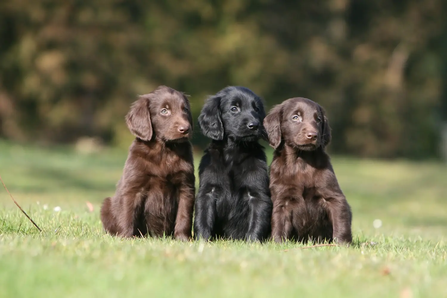 Kennel club flat coated retriever puppies for sale best sale