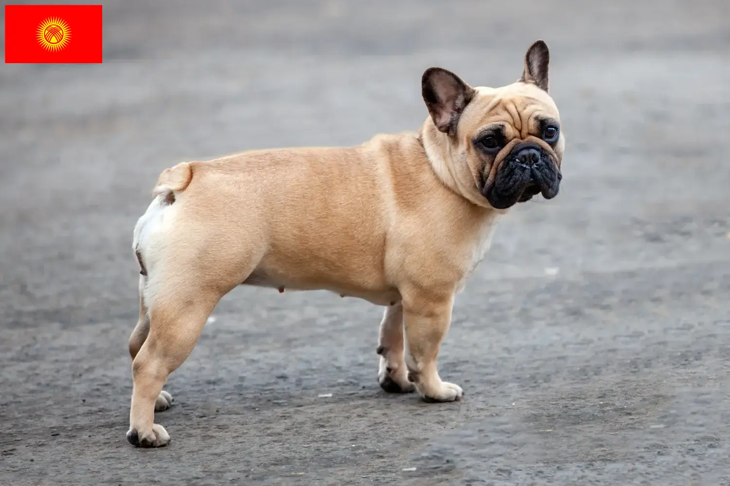 Read more about the article French Bulldog breeders and puppies in Kyrgyzstan