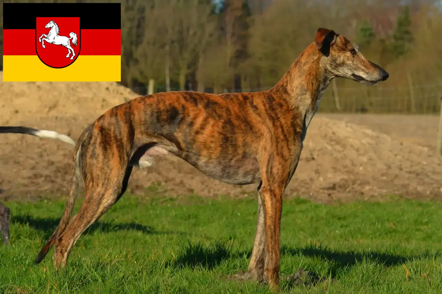 Read more about the article Galgo Espanol breeders and puppies in Lower Saxony