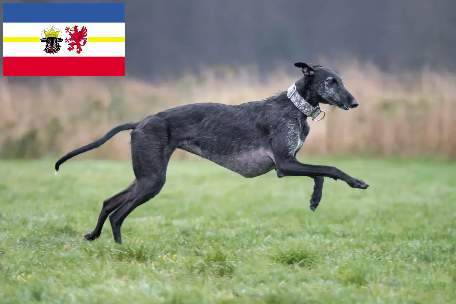 Read more about the article Galgo Espanol breeders and puppies in Mecklenburg-Vorpommern