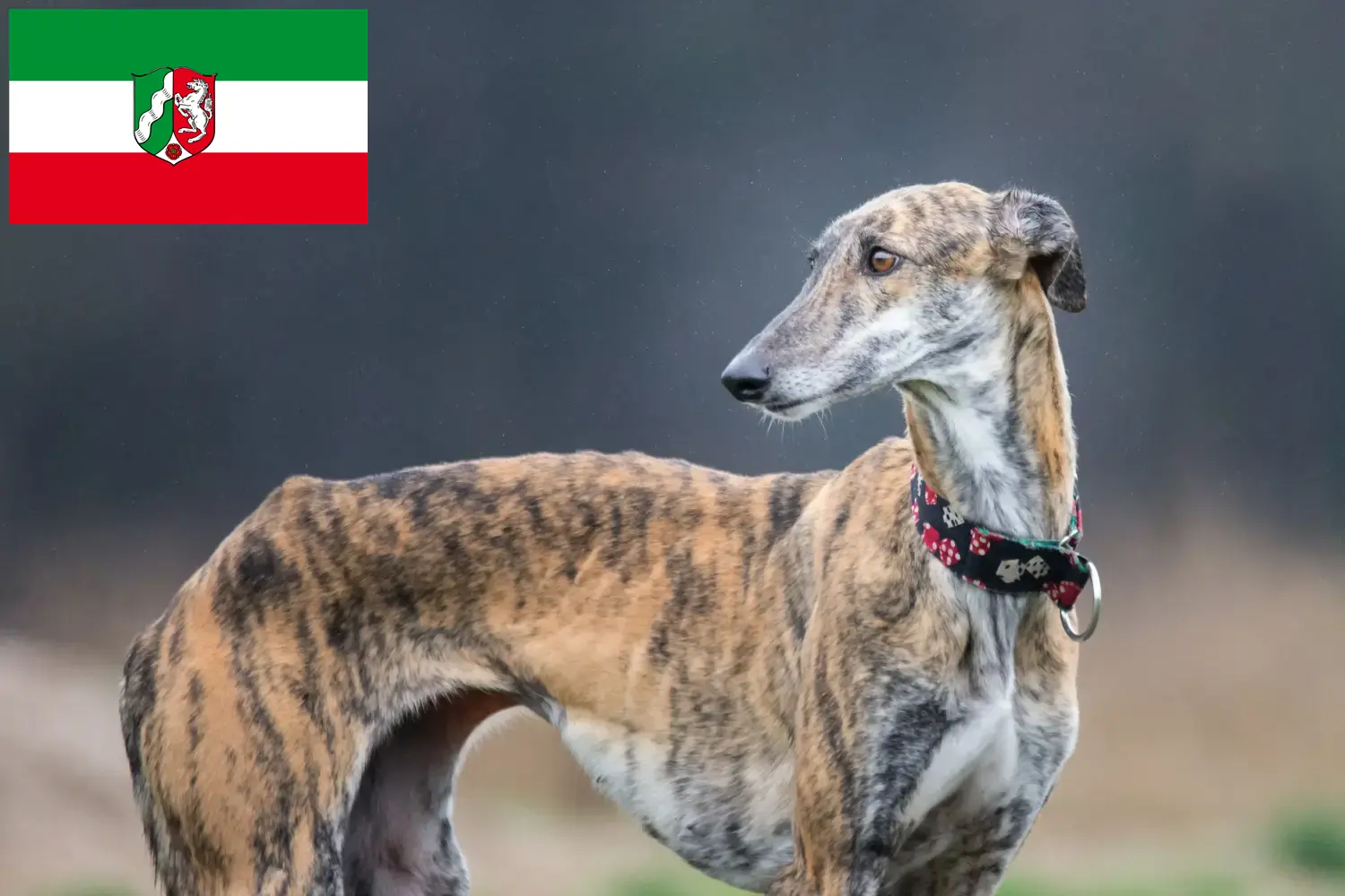 Read more about the article Galgo Espanol breeders and puppies in North Rhine-Westphalia