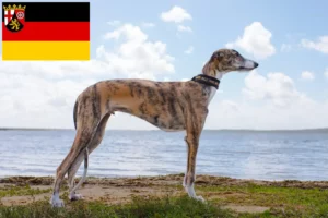 Read more about the article Galgo Espanol breeders and puppies in Rhineland-Palatinate