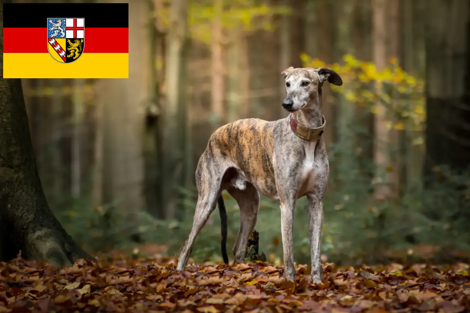 Read more about the article Galgo Espanol breeders and puppies in Saarland