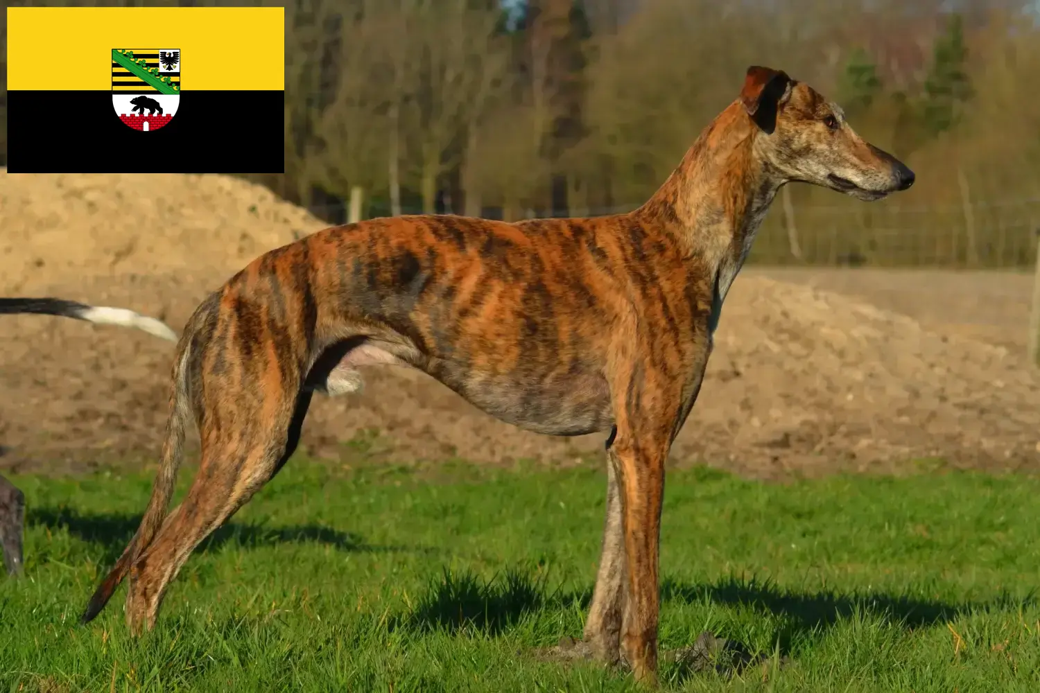 Read more about the article Galgo Espanol breeders and puppies in Saxony-Anhalt