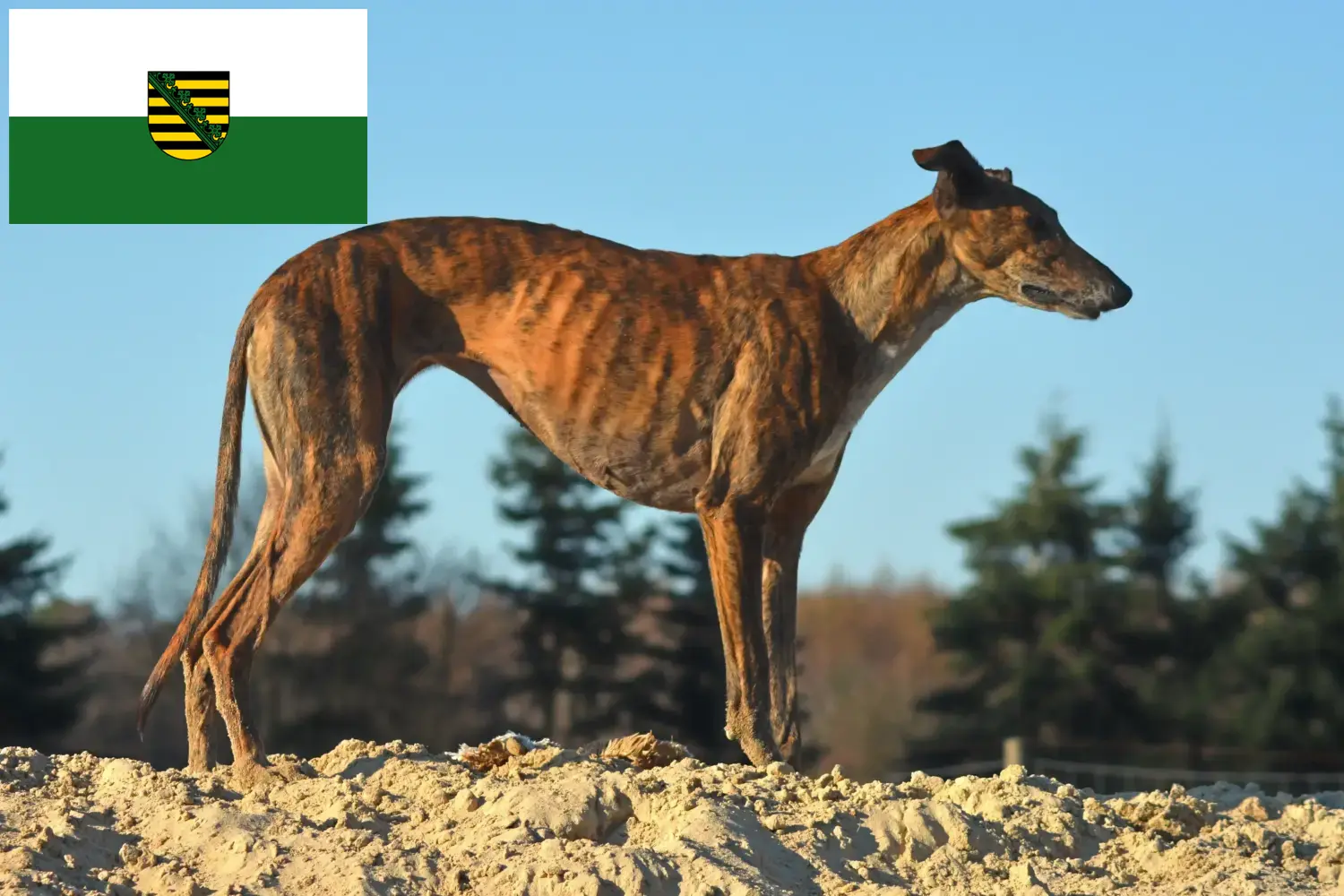 Read more about the article Galgo Espanol breeders and puppies in Saxony