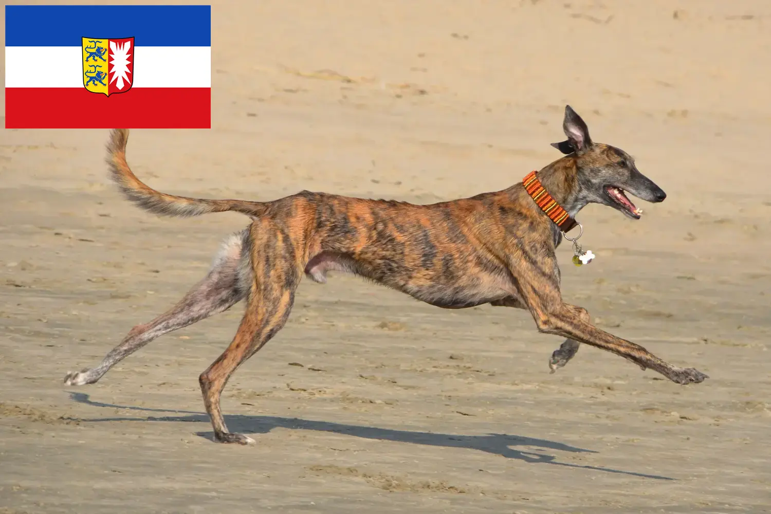 Read more about the article Galgo Espanol breeders and puppies in Schleswig-Holstein
