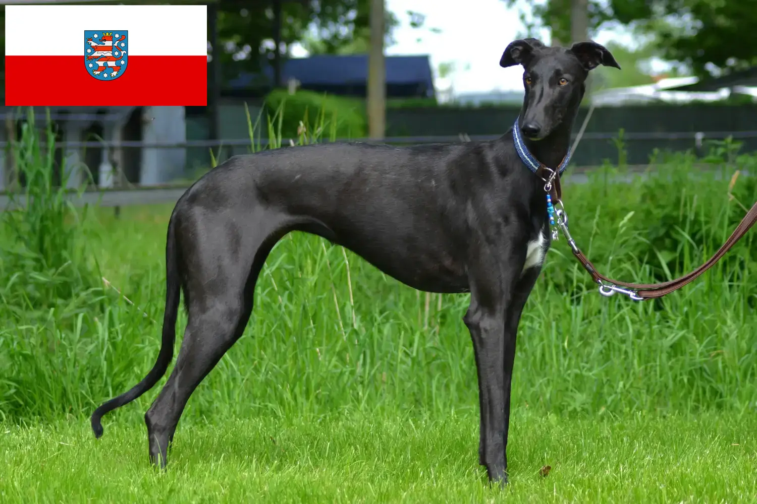Read more about the article Galgo Espanol breeders and puppies in Thuringia