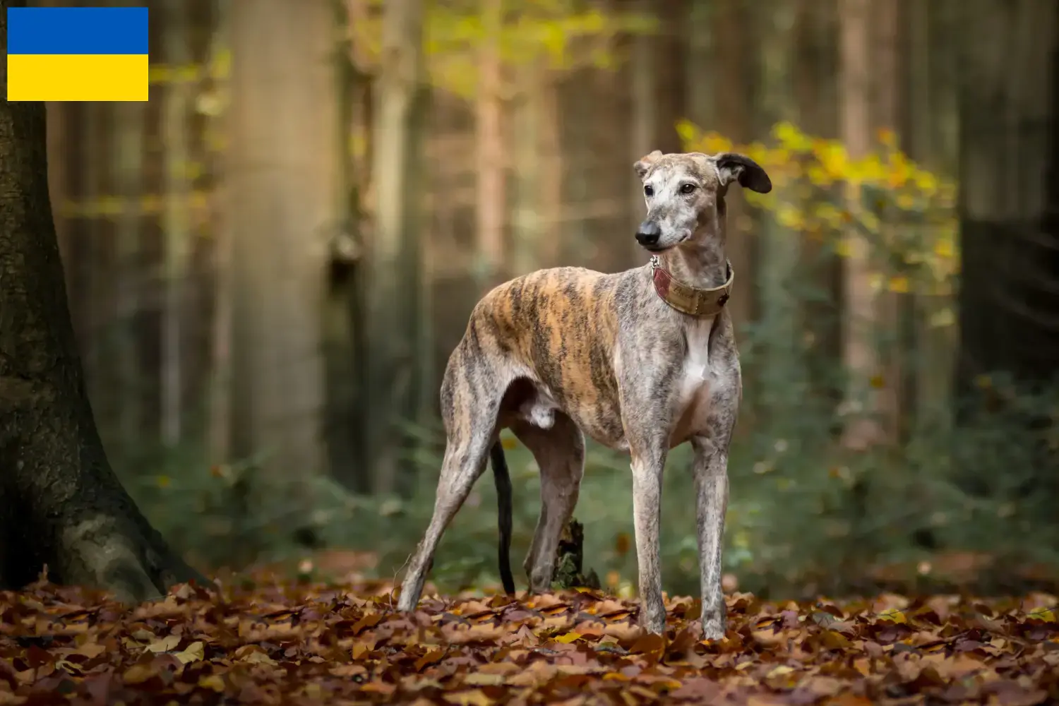Read more about the article Galgo Espanol breeders and puppies in Ukraine