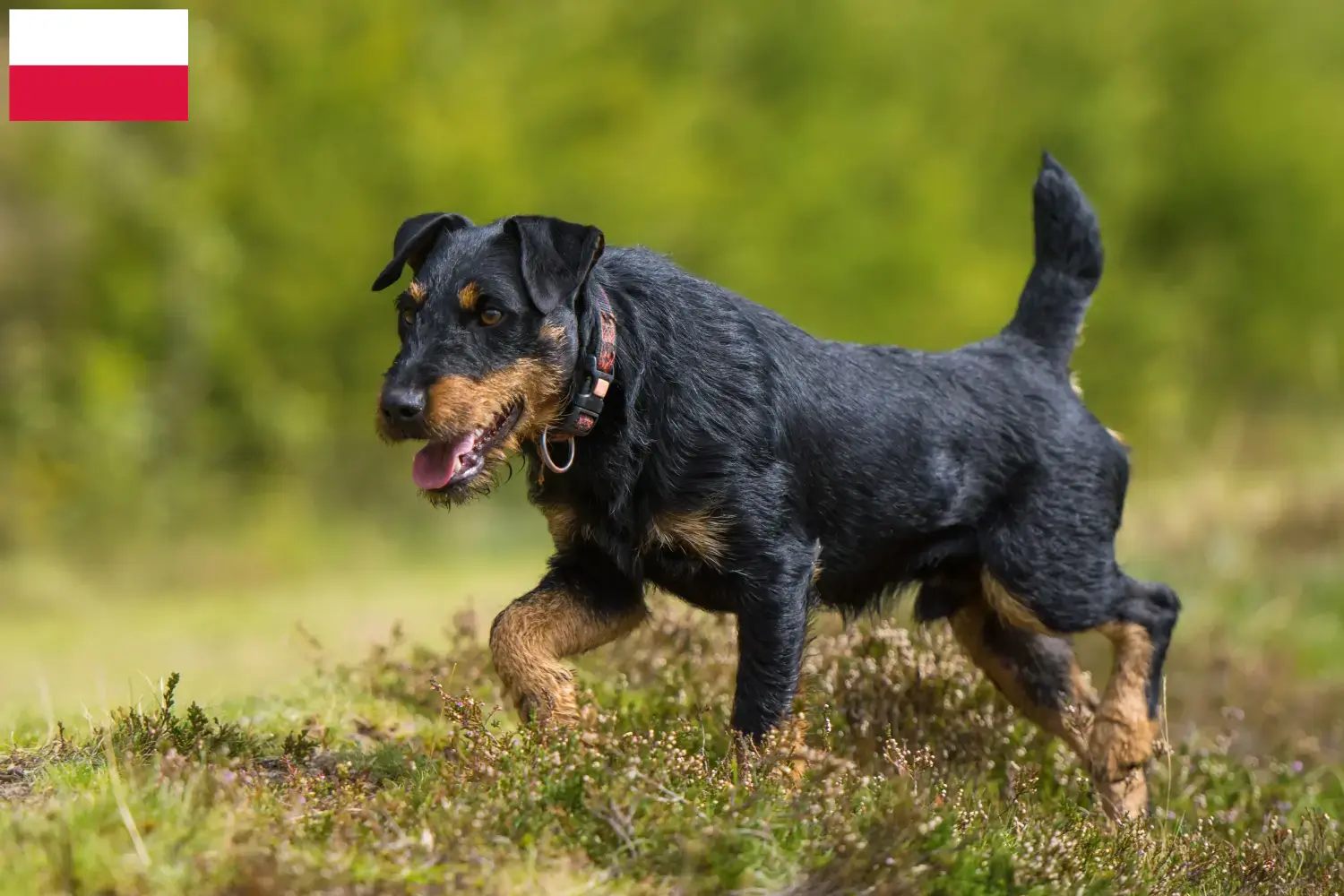 Read more about the article German Hunting Terrier Breeder and Puppies in Poland