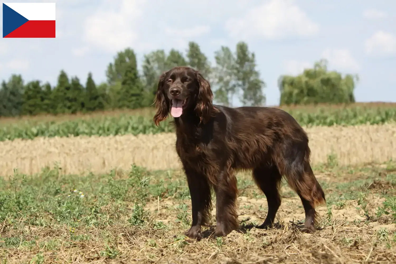 Read more about the article German Longhair breeders and puppies in the Czech Republic