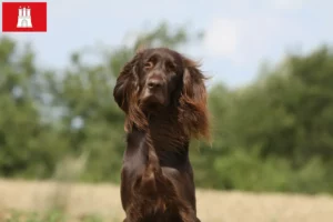 Read more about the article German Longhair breeders and puppies in Hamburg