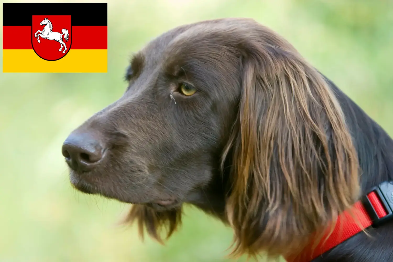 Read more about the article German Longhair breeders and puppies in Lower Saxony