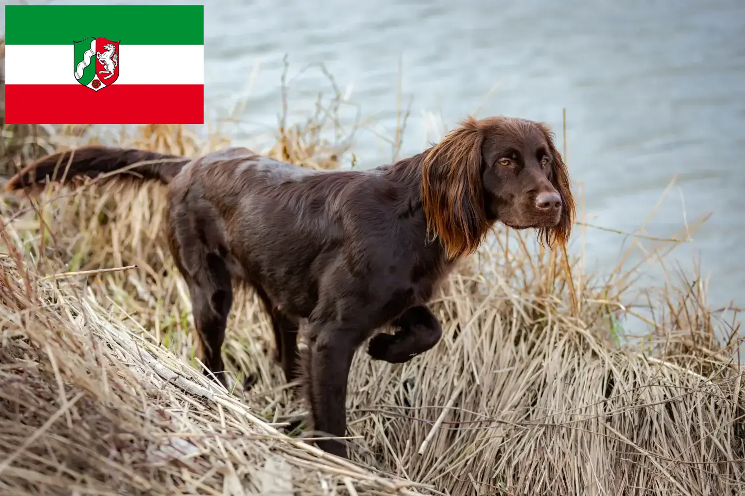 Read more about the article German Longhair breeders and puppies in North Rhine-Westphalia