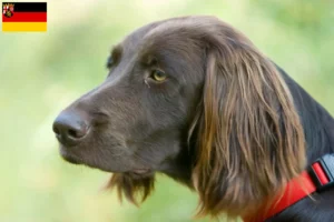 Read more about the article German Longhair breeders and puppies in Rhineland-Palatinate