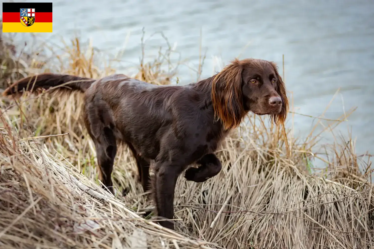 Read more about the article German Longhair breeders and puppies in Saarland