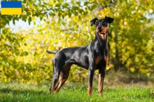 Read more about the article German Pinscher breeders and puppies in Ukraine