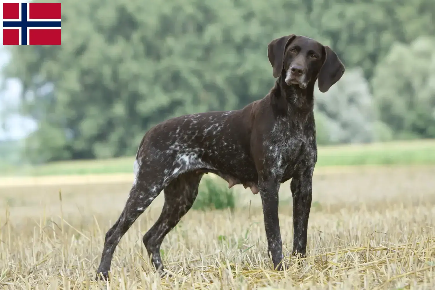 Read more about the article German Shorthair breeders and puppies in Norway