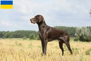 Read more about the article German Shorthair breeders and puppies in Ukraine