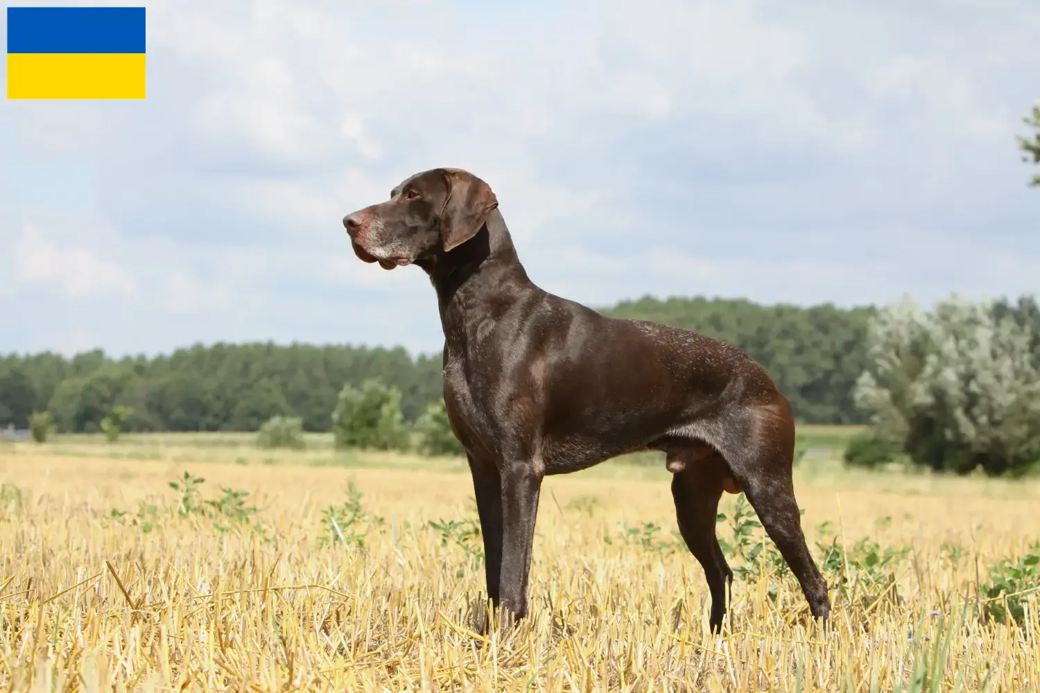 Read more about the article German Shorthair breeders and puppies in Ukraine