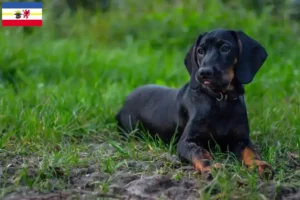 Read more about the article Gończy Polski breeders and puppies in Mecklenburg-Vorpommern