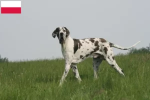 Read more about the article Great Dane breeders and puppies in Poland