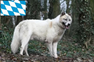 Read more about the article Greenland dog breeders and puppies in Bavaria