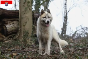 Read more about the article Greenland dog breeders and puppies in Hessen