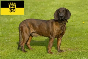 Read more about the article Hannoverscher Schweißhund breeders and puppies in Baden-Württemberg