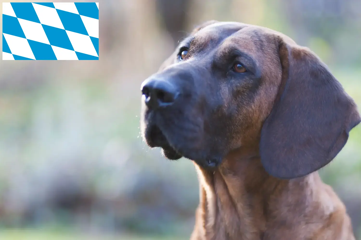 Read more about the article Hannoverscher Schweißhund breeders and puppies in Bavaria