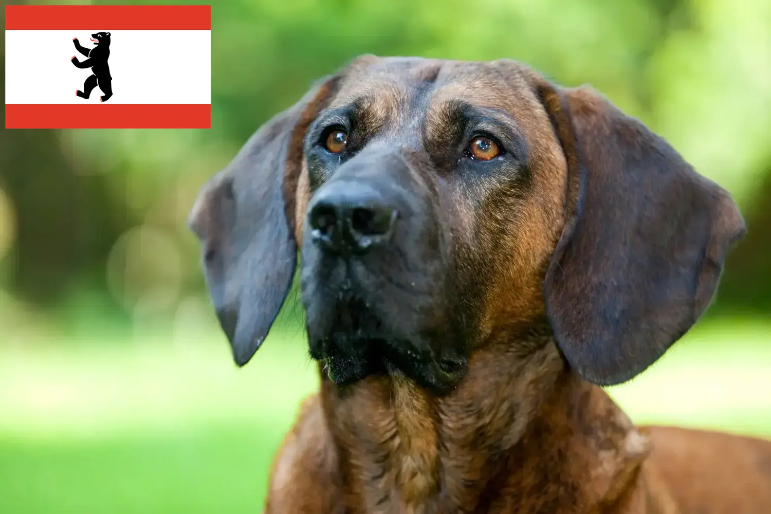 Read more about the article Hannoverscher Schweißhund breeders and puppies in Berlin