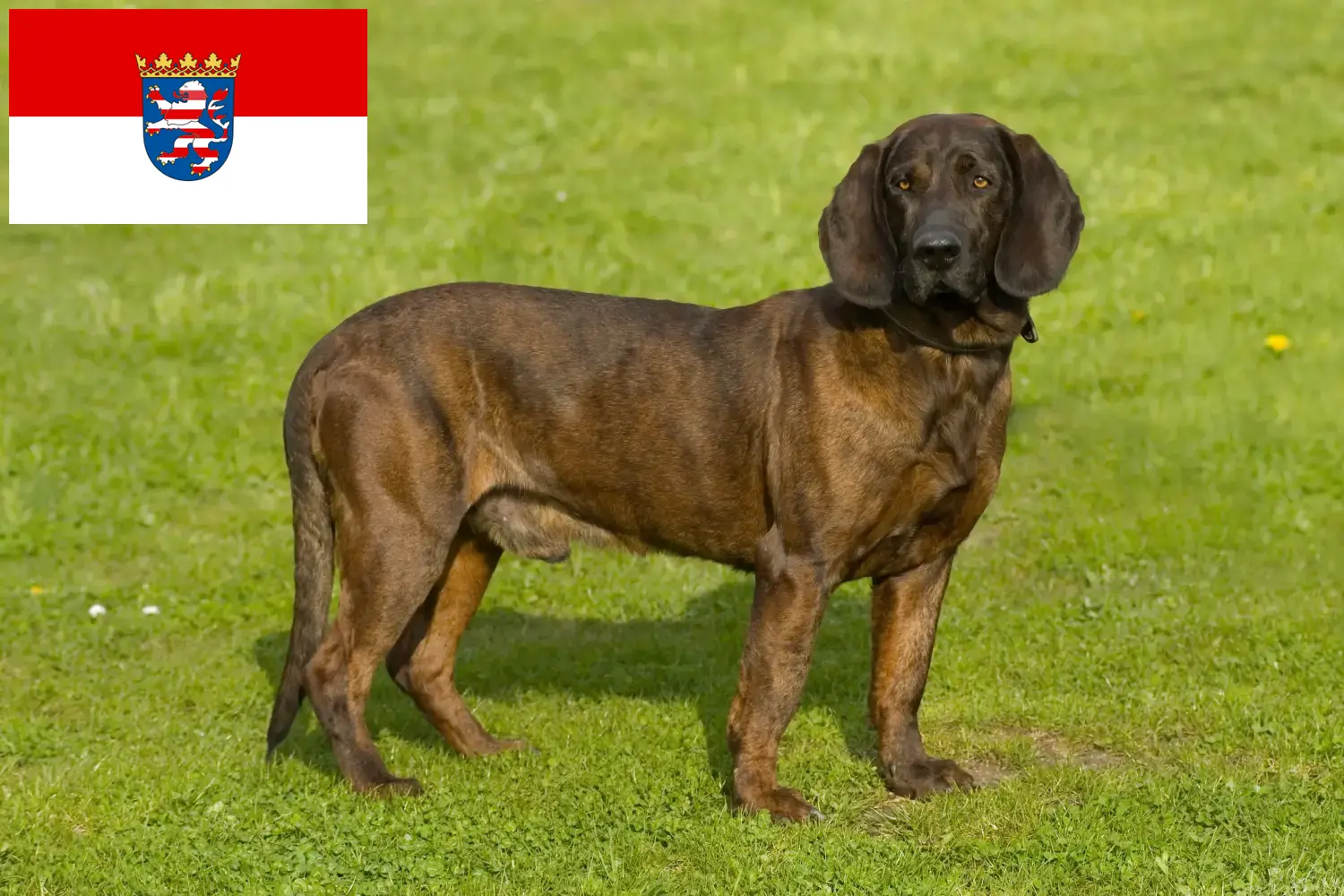 Read more about the article Hannoverscher Schweißhund breeders and puppies in Hessen