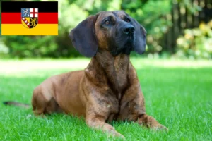 Read more about the article Hanoverian Welding Dog Breeder and Puppies in Saarland