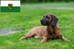 Read more about the article Hannoverscher Schweißhund breeders and puppies in Saxony