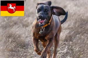 Read more about the article Hannoverscher Schweißhund breeders and puppies in Lower Saxony