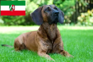 Read more about the article Hannoverscher Schweißhund breeders and puppies in North Rhine-Westphalia