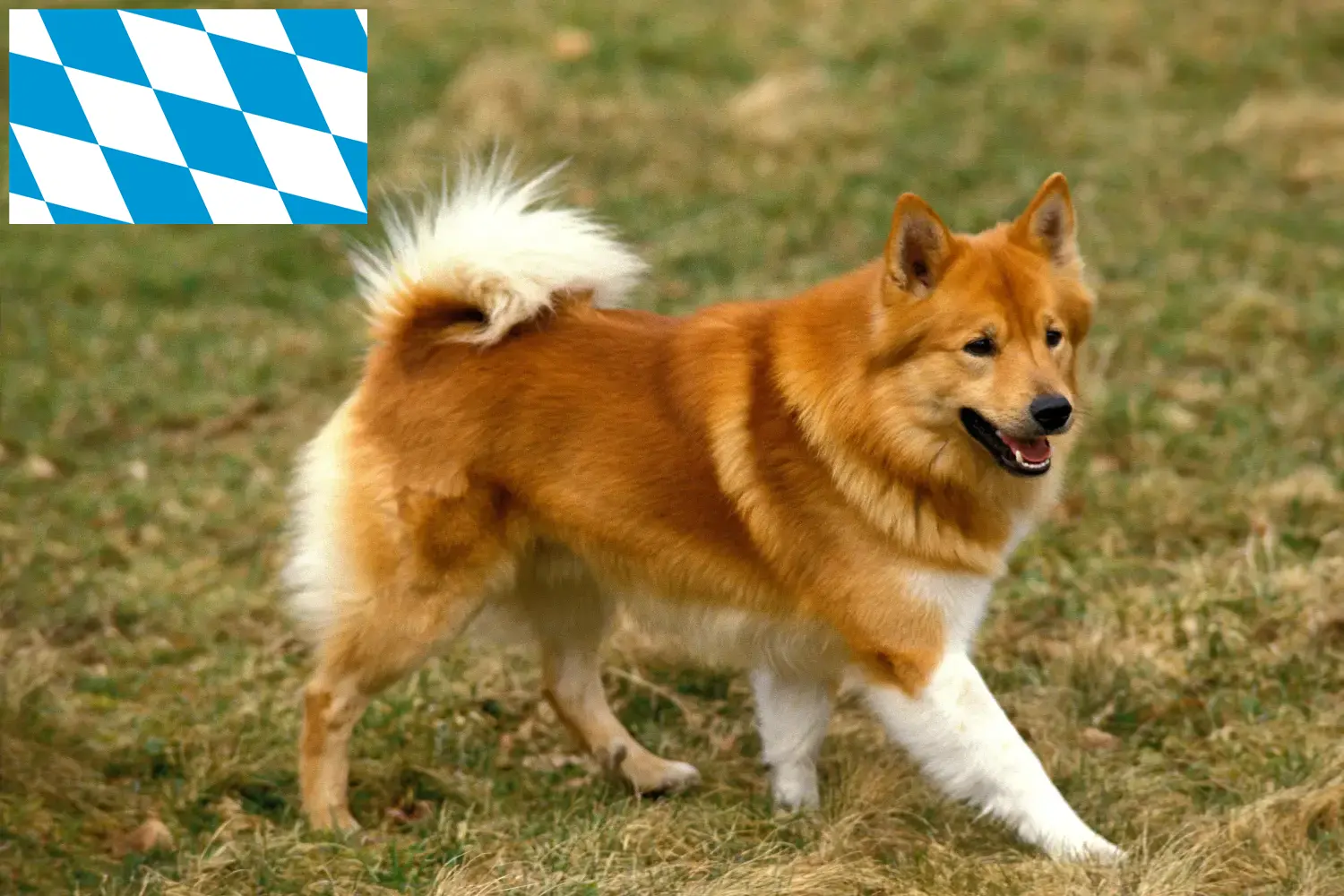 Read more about the article Icelandic dog breeders and puppies in Bavaria