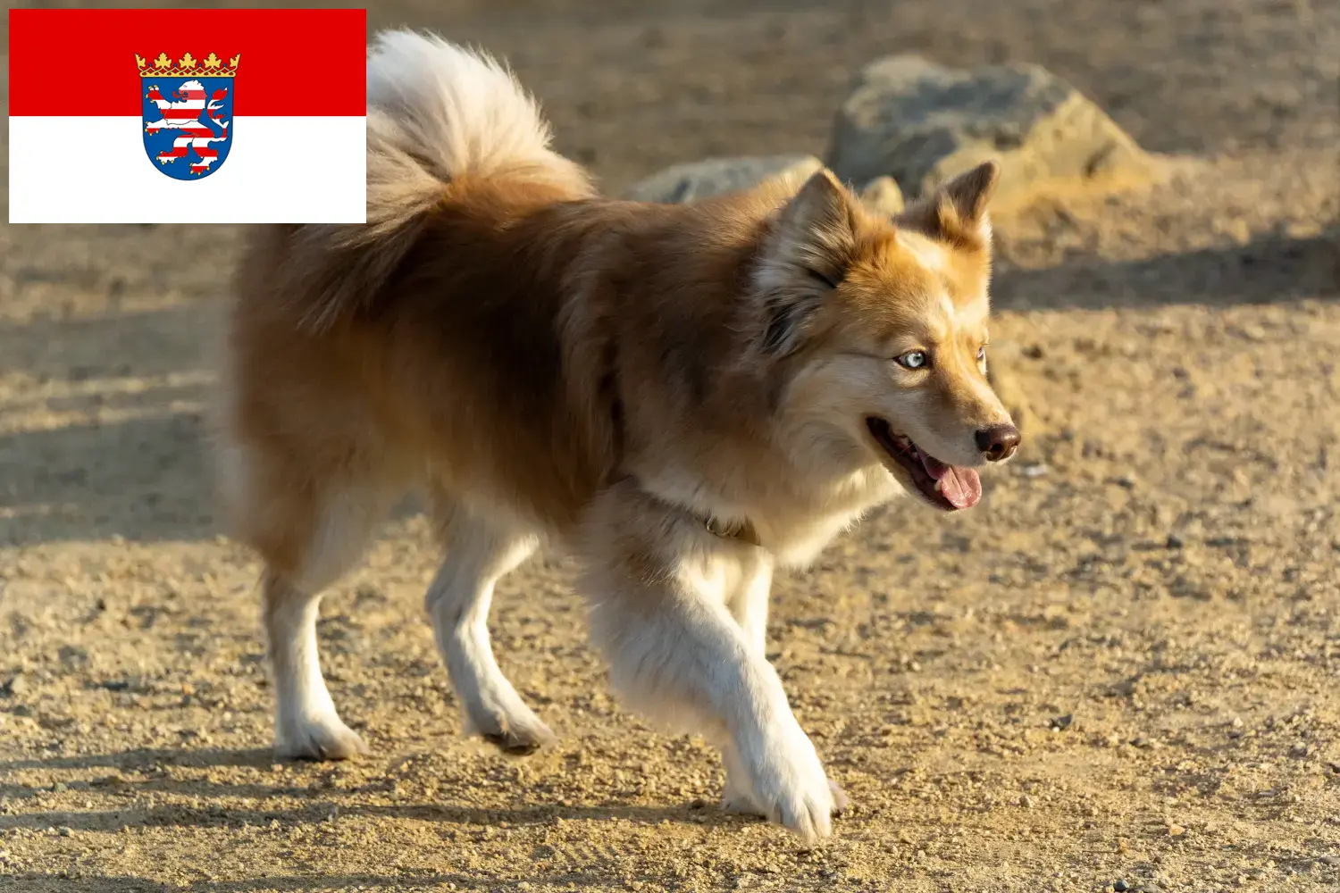 Read more about the article Icelandic dog breeders and puppies in Hessen