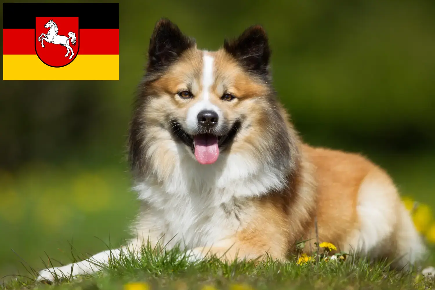 Read more about the article Icelandic dog breeders and puppies in Lower Saxony