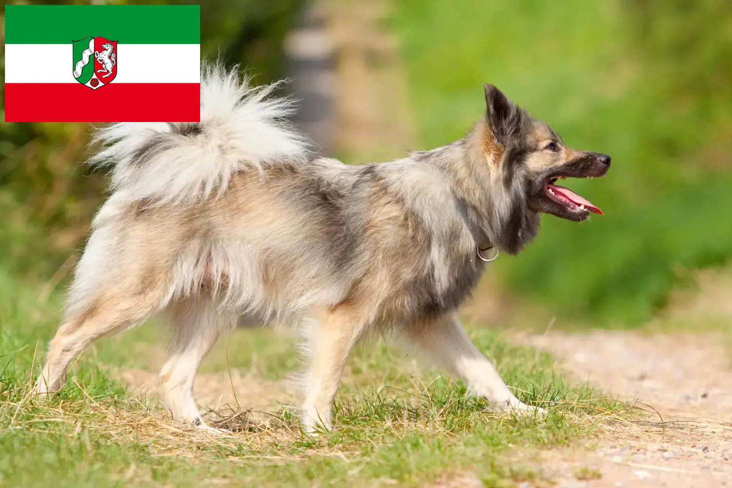 Read more about the article Icelandic dog breeders and puppies in North Rhine-Westphalia