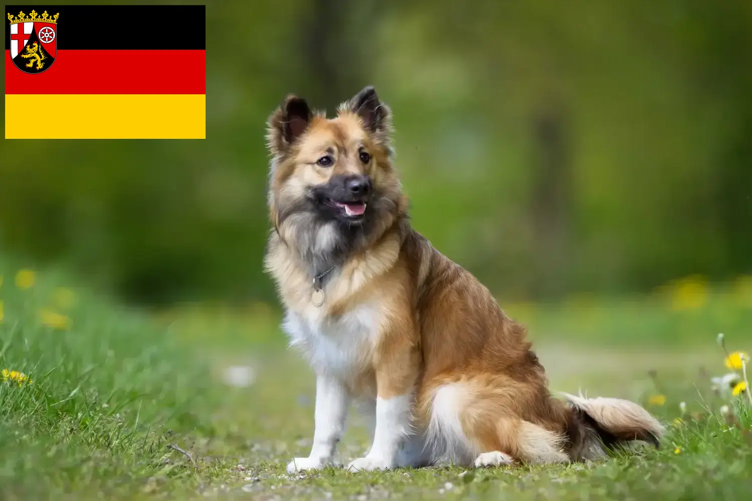 Read more about the article Icelandic dog breeders and puppies in Rhineland-Palatinate