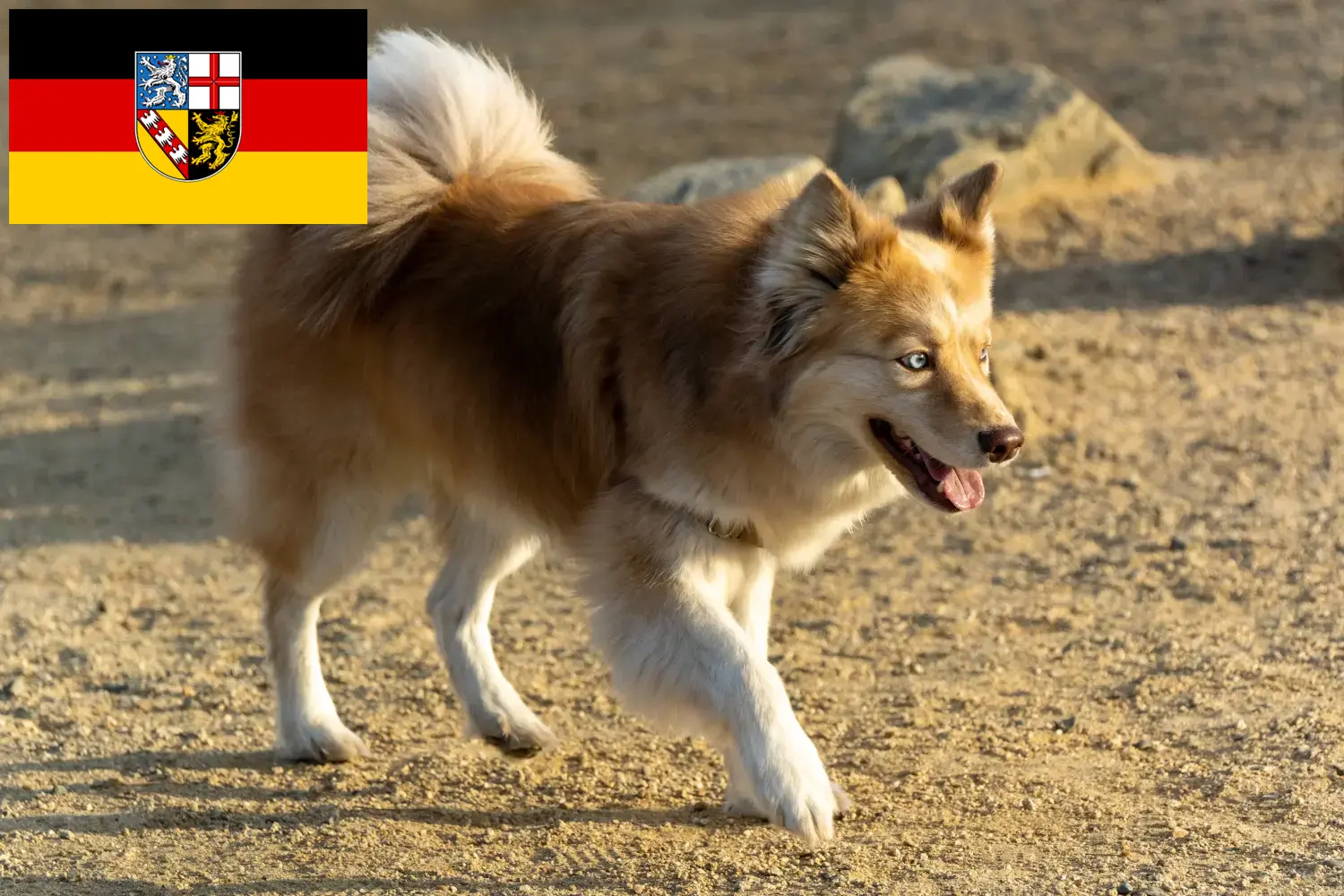Read more about the article Icelandic dog breeders and puppies in Saarland