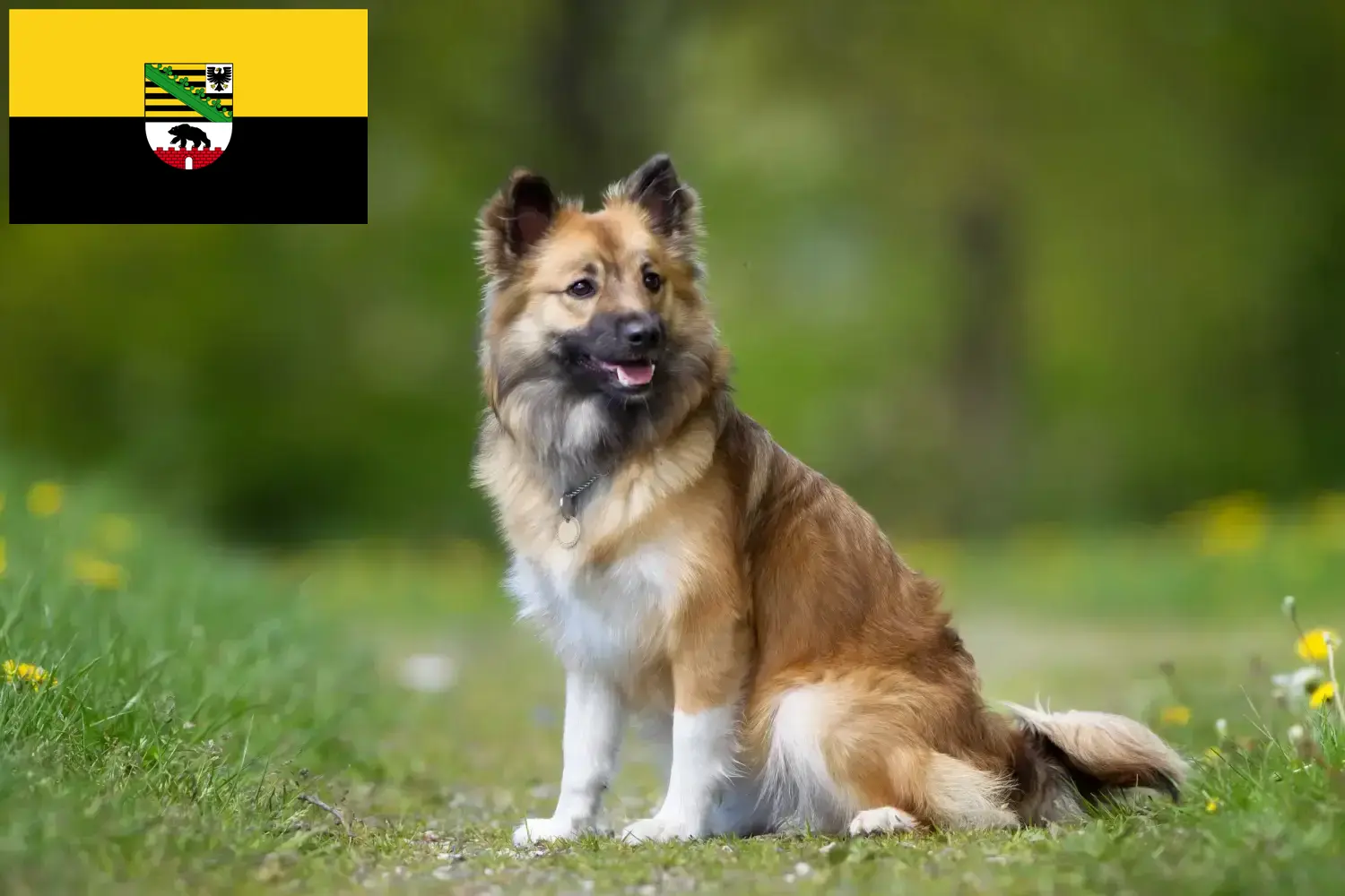 Read more about the article Icelandic dog breeders and puppies in Saxony-Anhalt