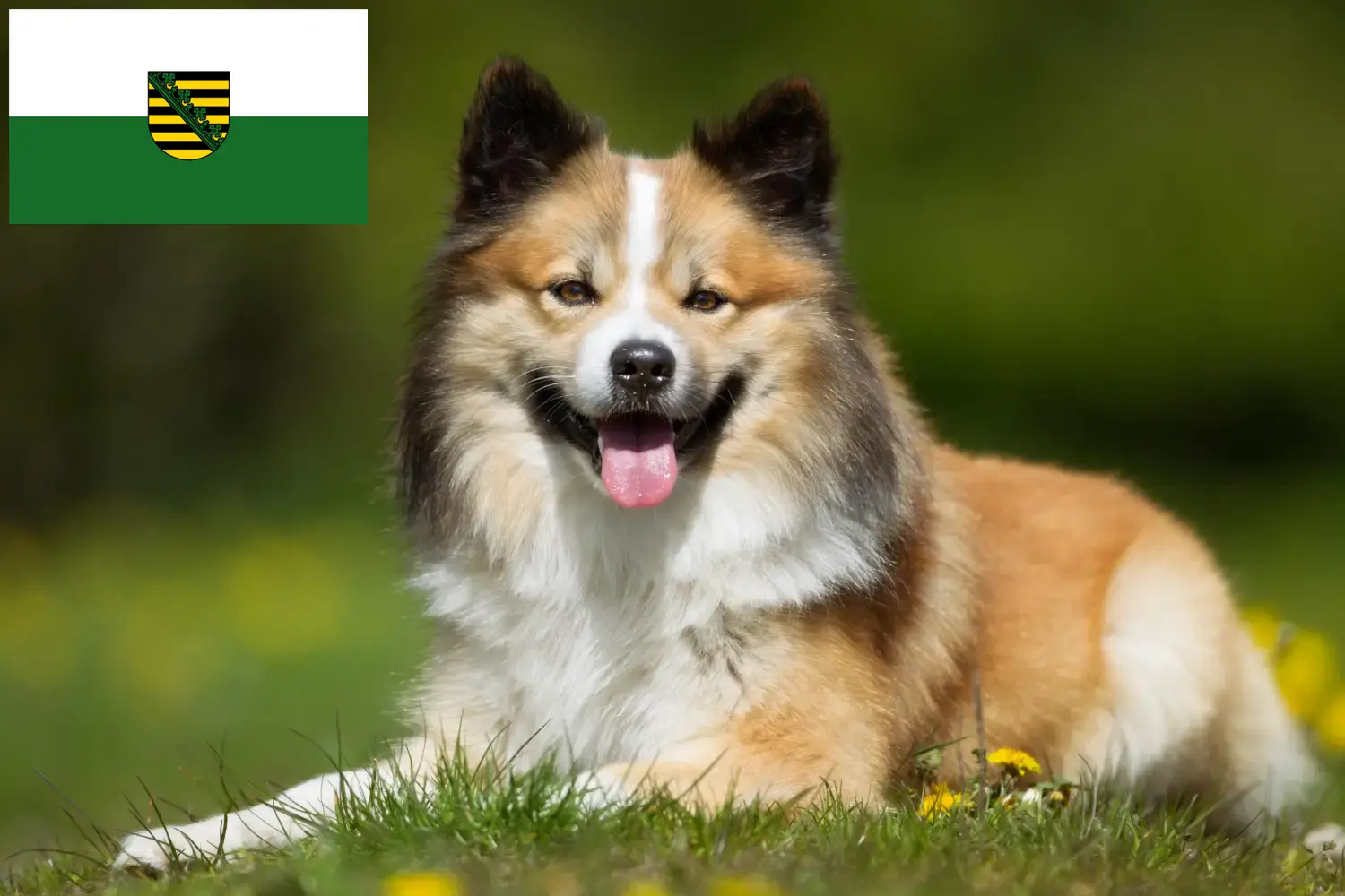 Read more about the article Icelandic dog breeders and puppies in Saxony
