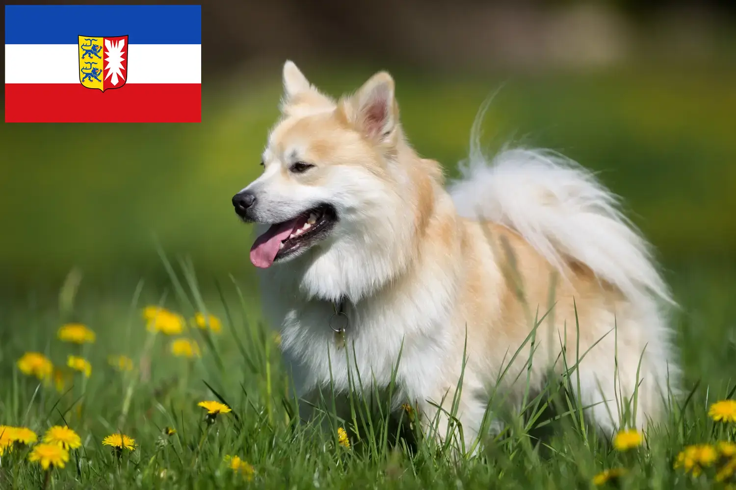 Read more about the article Icelandic dog breeders and puppies in Schleswig-Holstein