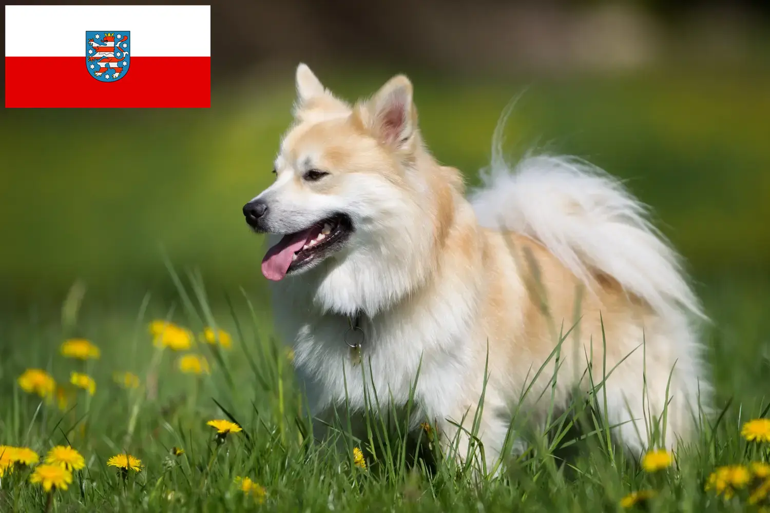 Read more about the article Icelandic dog breeders and puppies in Thuringia