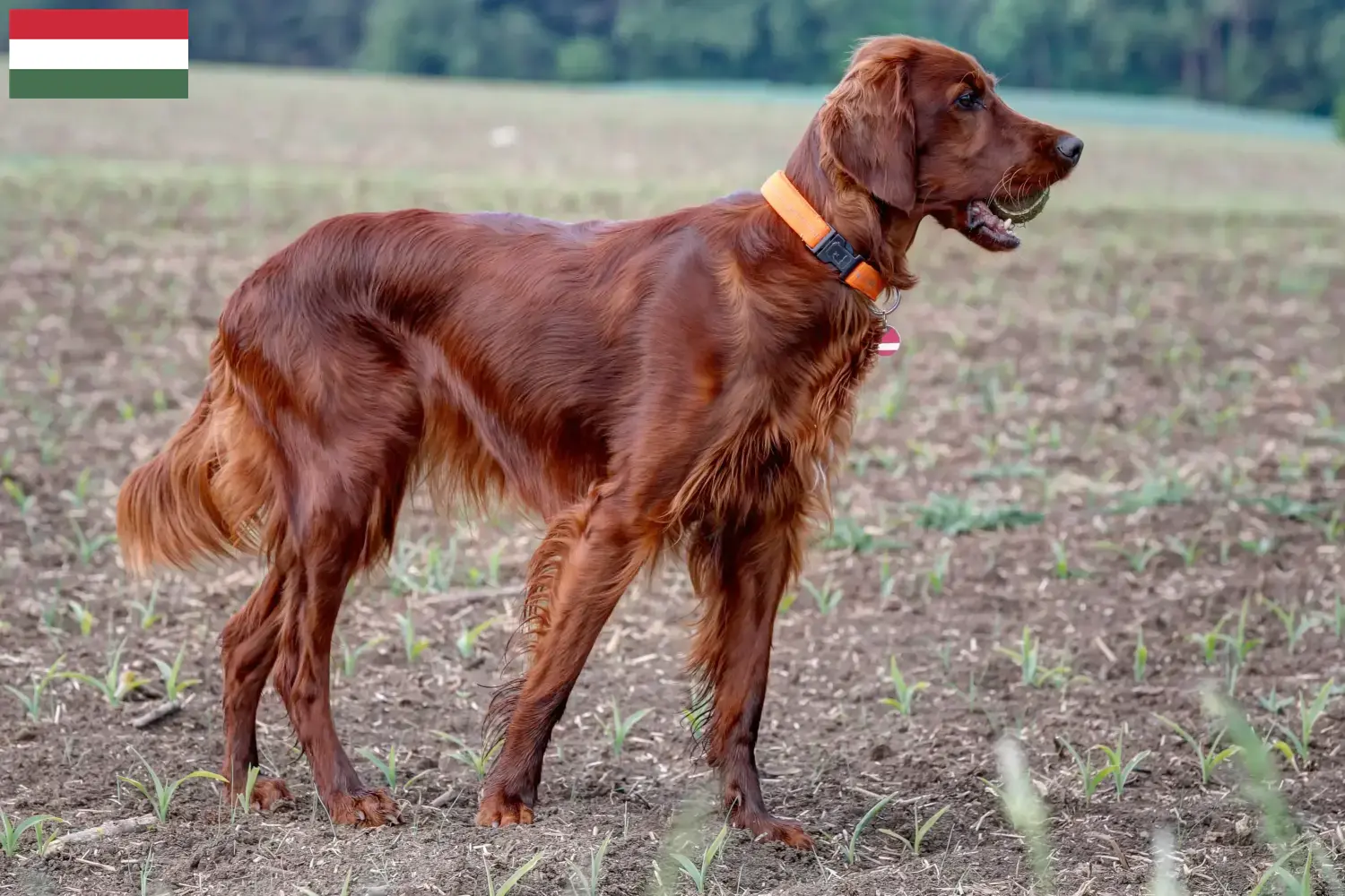 Read more about the article Irish Red Setter breeders and puppies in Hungary